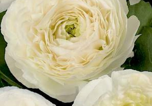 Ranunculus asiaticus Romance Montenvers