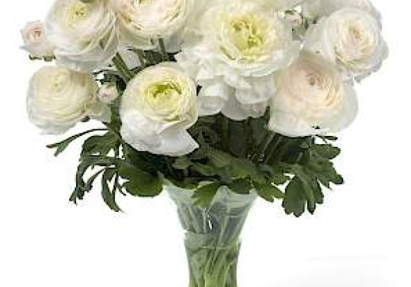 Ranunculus asiaticus Romance Montenvers