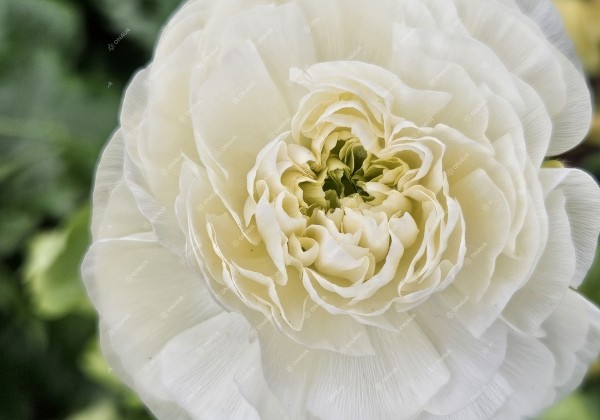 Ranunculus asiaticus Romance Montenvers