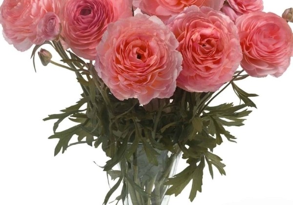 Ranunculus asiaticus Romance Nohant