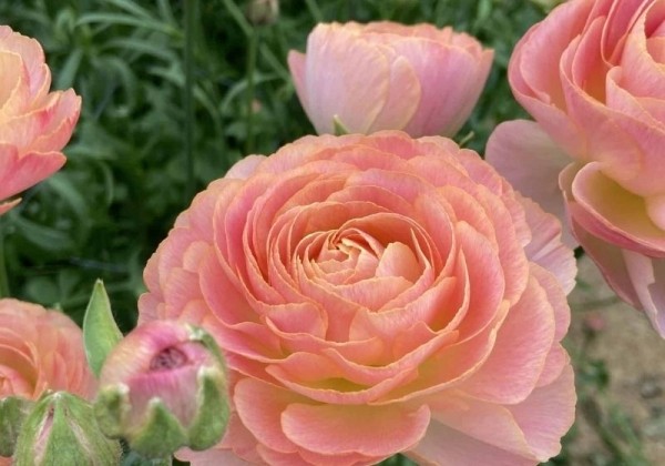 Ranunculus asiaticus Romance Nohant