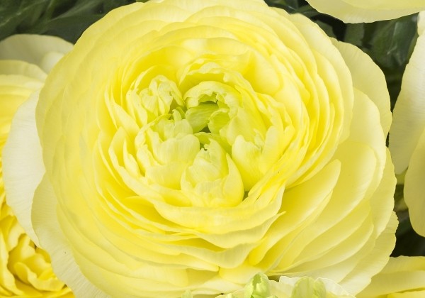 Ranunculus asiaticus Romance Quimper