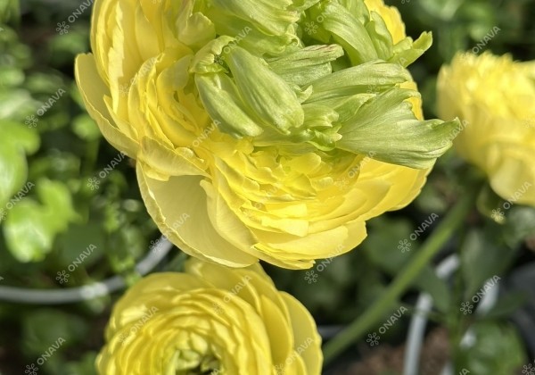 Ranunculus asiaticus Romance Quimper
