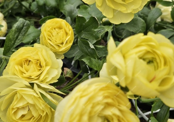Ranunculus asiaticus Romance Quimper