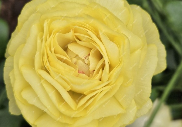 Ranunculus asiaticus Romance Quimper