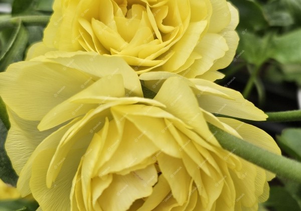 Ranunculus asiaticus Romance Quimper