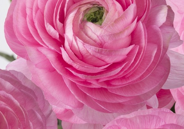 Ranunculus asiaticus Romance Rosy Cheeks