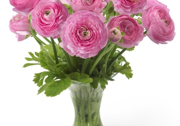 Ranunculus asiaticus Romance Rosy Cheeks