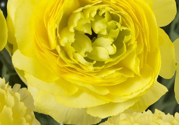 Ranunculus asiaticus Romance St. Tropez