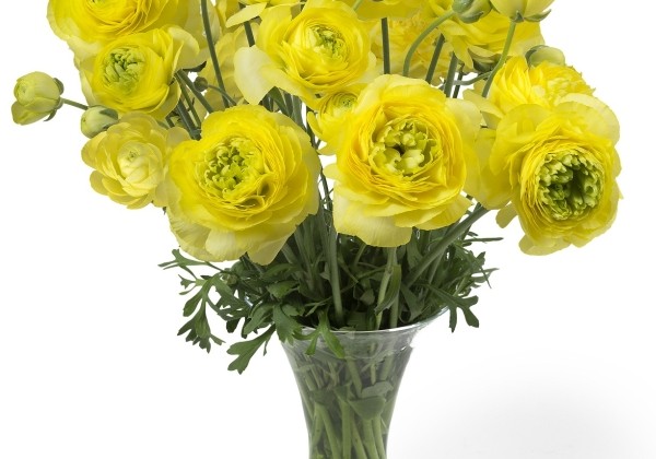 Ranunculus asiaticus Romance St. Tropez