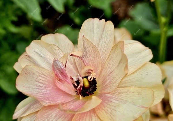 Ranunculus asiaticus Butterfly Hestia