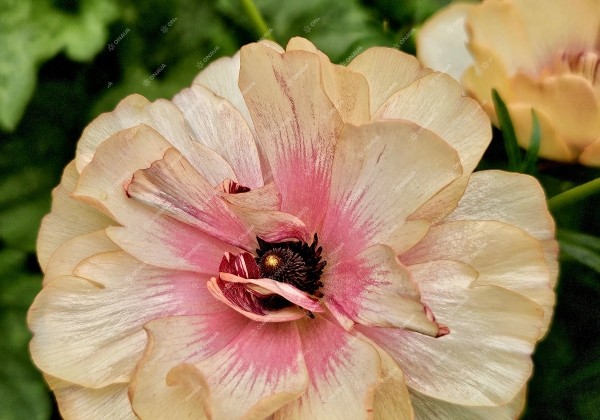 Ranunculus asiaticus Butterfly Hestia