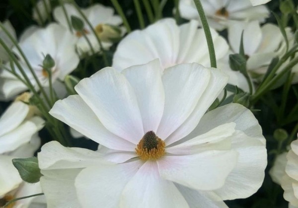 Ranunculus asiaticus Butterfly Keramos