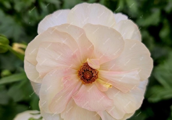 Ranunculus asiaticus Butterfly Keramos