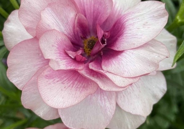 Ranunculus asiaticus Butterfly Thiva