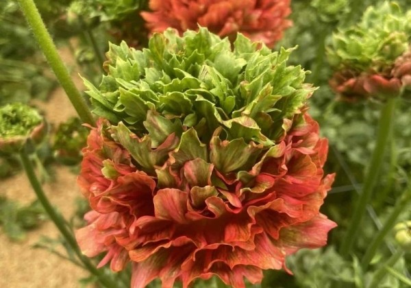 Ranunculus asiaticus Romance  Crown Bastille