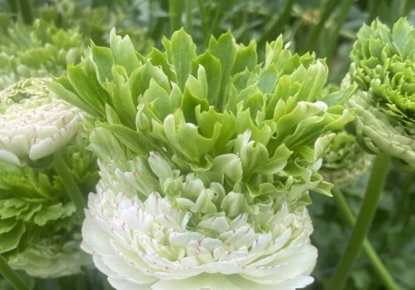 Ranunculus asiaticus Romance  Crown Giverny