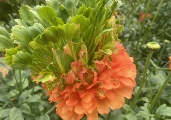 Ranunculus asiaticus Romance Crown Nervion