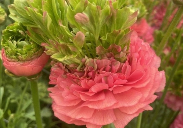 Ranunculus asiaticus Romance Crown Sisteron