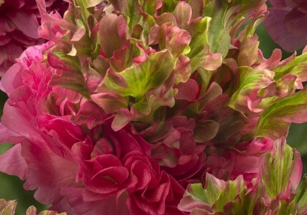 Ranunculus asiaticus Romance Crown Sisteron