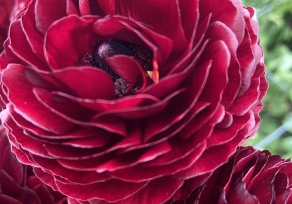 Ranunculus asiaticus Romance Perigord