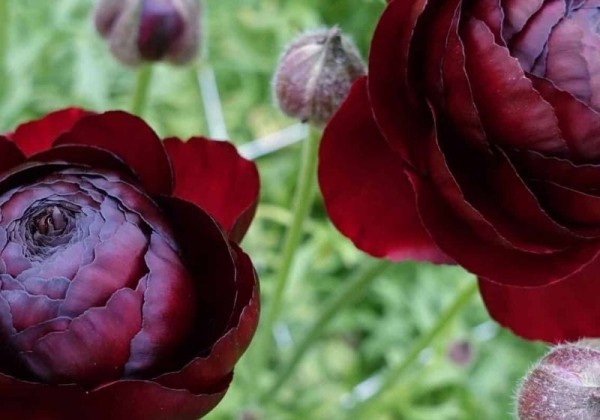 Ranunculus asiaticus Romance Perigord