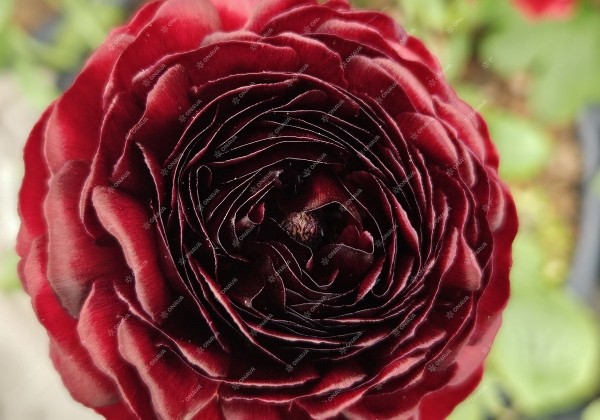 Ranunculus asiaticus Romance Perigord