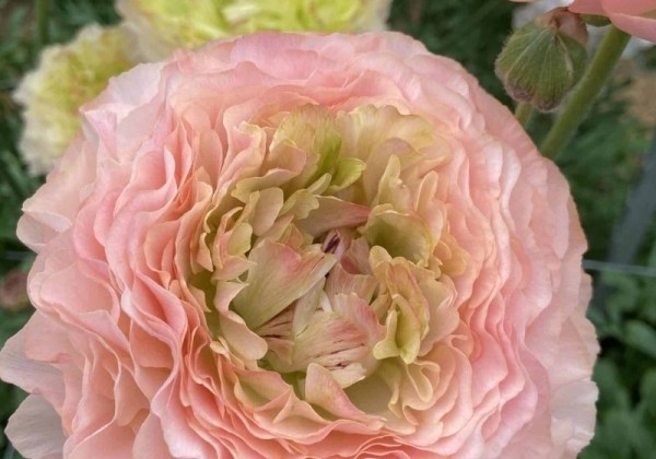 Ranunculus asiaticus Romance Plage