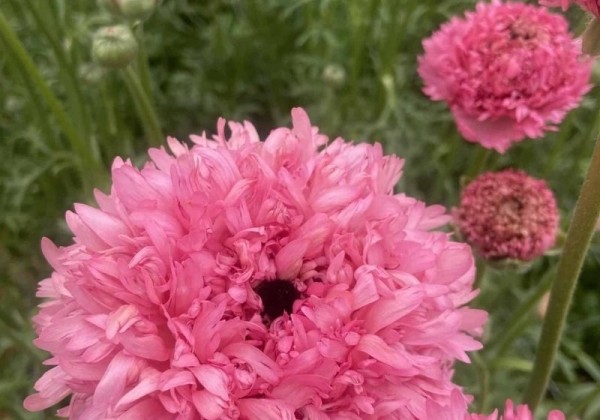 Ranunculus asiaticus Poodle Ramlia