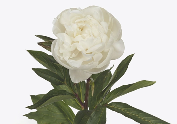 Paeonia lactiflora Mother's Day 2/3