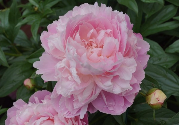 Paeonia lactiflora Mrs. Franklin D. Roosevelt