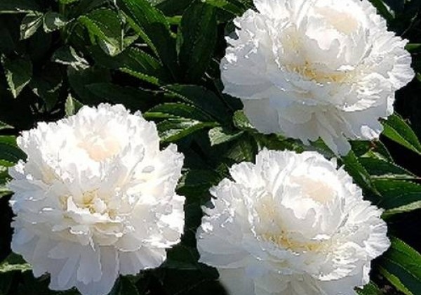 Paeonia lactiflora White Frost