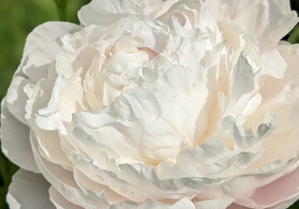Paeonia lactiflora White Frost