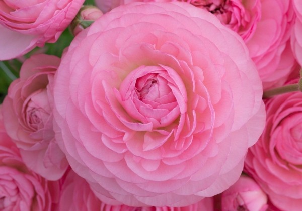 Ranunculus asiaticus Romance Aya Poissy