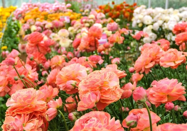 Ranunculus asiaticus Romance Buzet