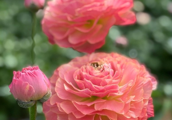Ranunculus asiaticus Romance Buzet
