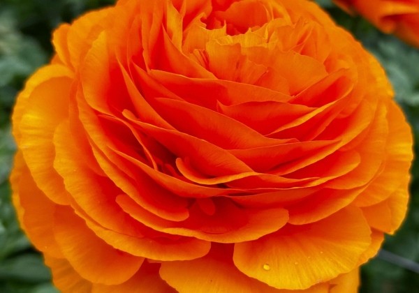 Ranunculus asiaticus Romance Digne