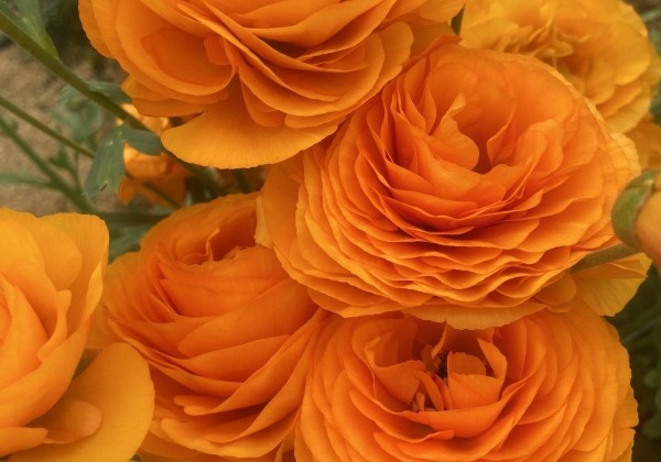 Ranunculus asiaticus Romance Digne