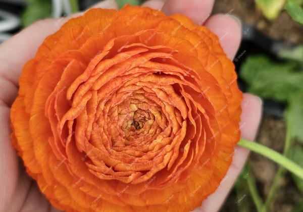 Ranunculus asiaticus Romance Digne