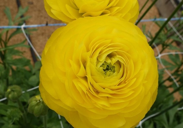 Ranunculus asiaticus Romance Kitila