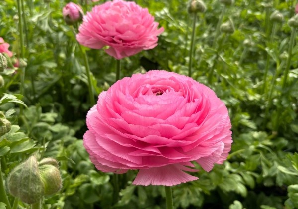 Ranunculus asiaticus Romance Lousie
