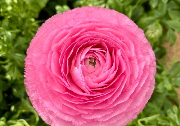 Ranunculus asiaticus Romance Lousie