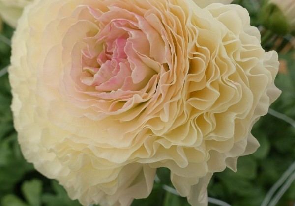 Ranunculus asiaticus Romance Morvan