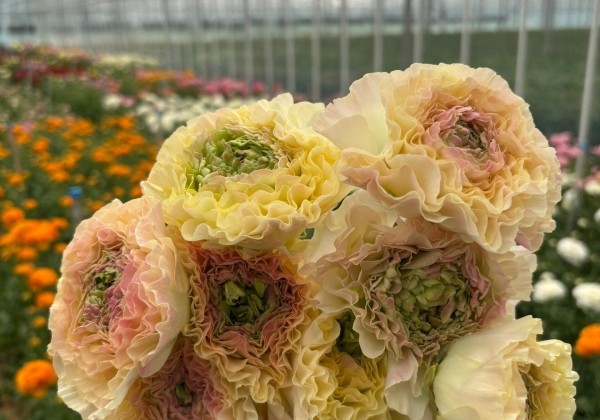 Ranunculus asiaticus Romance Morvan