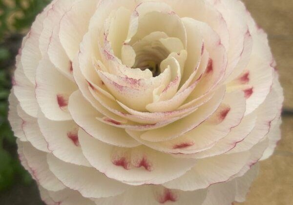 Ranunculus asiaticus Romance Orleans