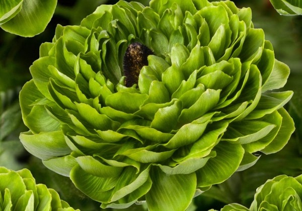 Ranunculus asiaticus Romance Pomerol