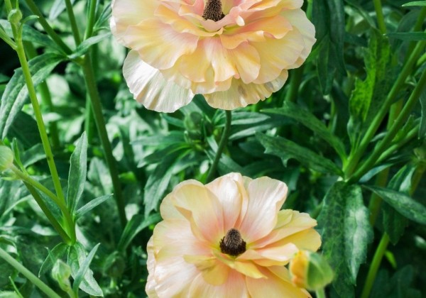 Ranunculus asiaticus Butterfly Vestalis