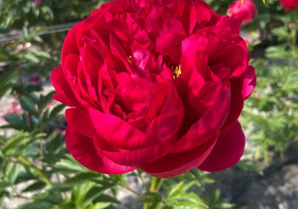 Paeonia hybride King's Ransom  3/5