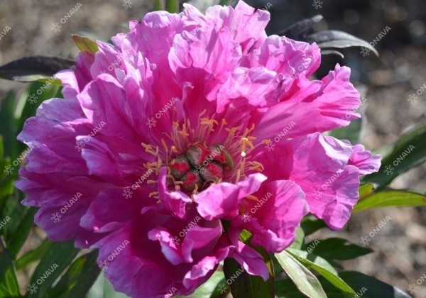Paeonia intersectional Gordon E. Simonson 5/+
