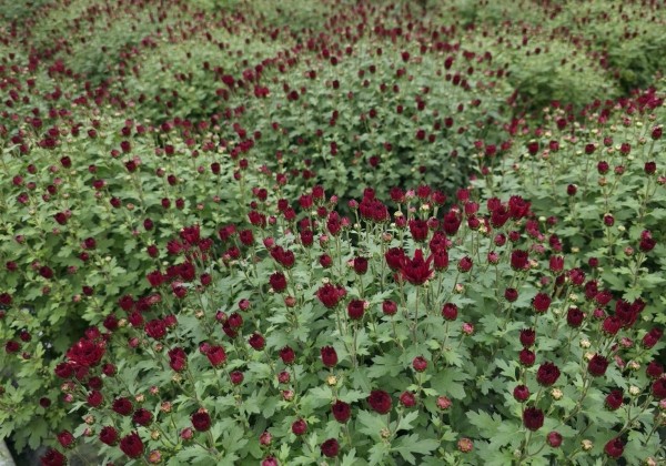 Chrysanthemum multiflora